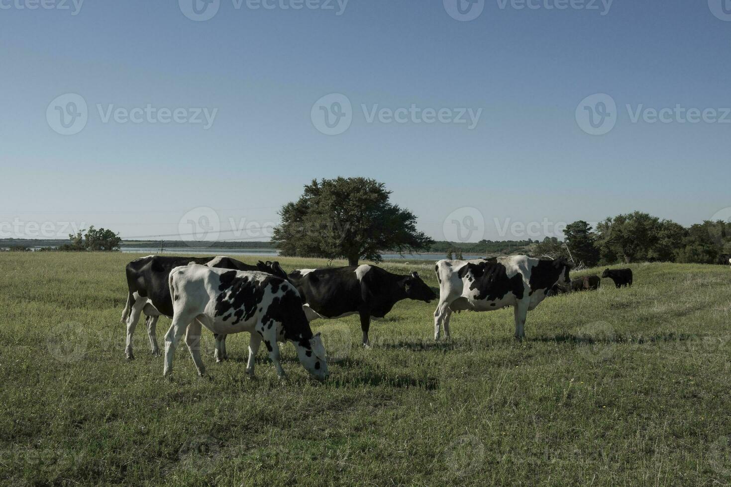 mucche nel pampa paesaggio, argentino carne produzione foto