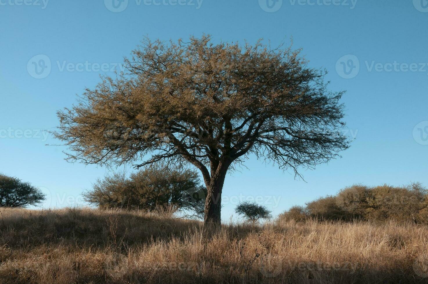 calden foresta paesaggio, geoffrea decorticans impianti, la pampa Provincia, patagonia, argentina. foto