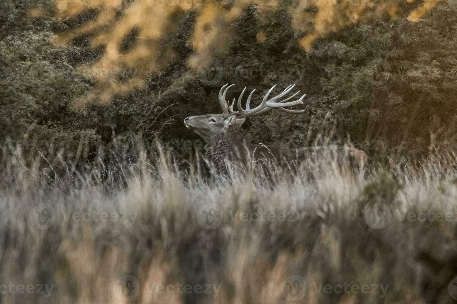 rosso cervo nel parque luro natura Riserva, la pampa, argentina foto