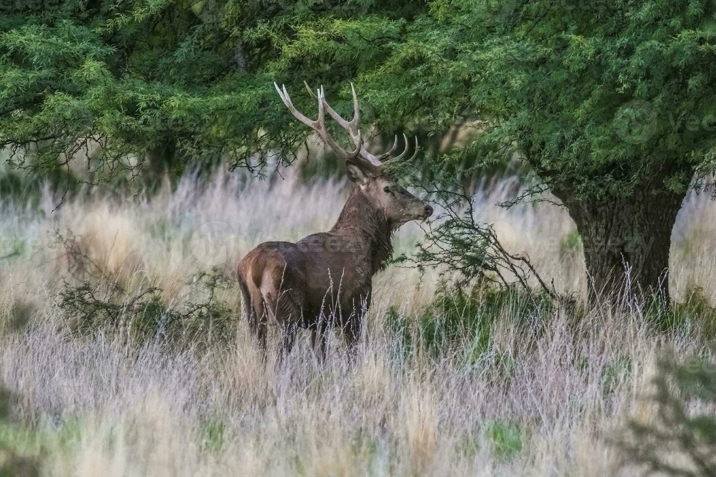 rosso cervo nel parque luro natura Riserva, la pampa, argentina foto