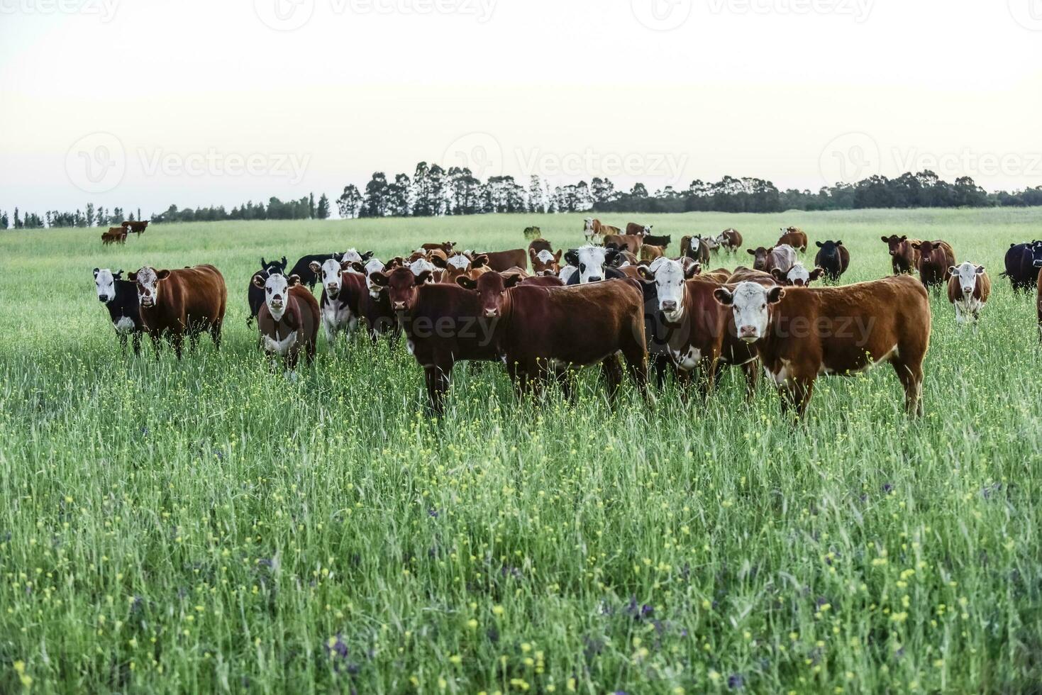 bestiame nel argentino campagna, buenos arie Provincia, argentina. foto