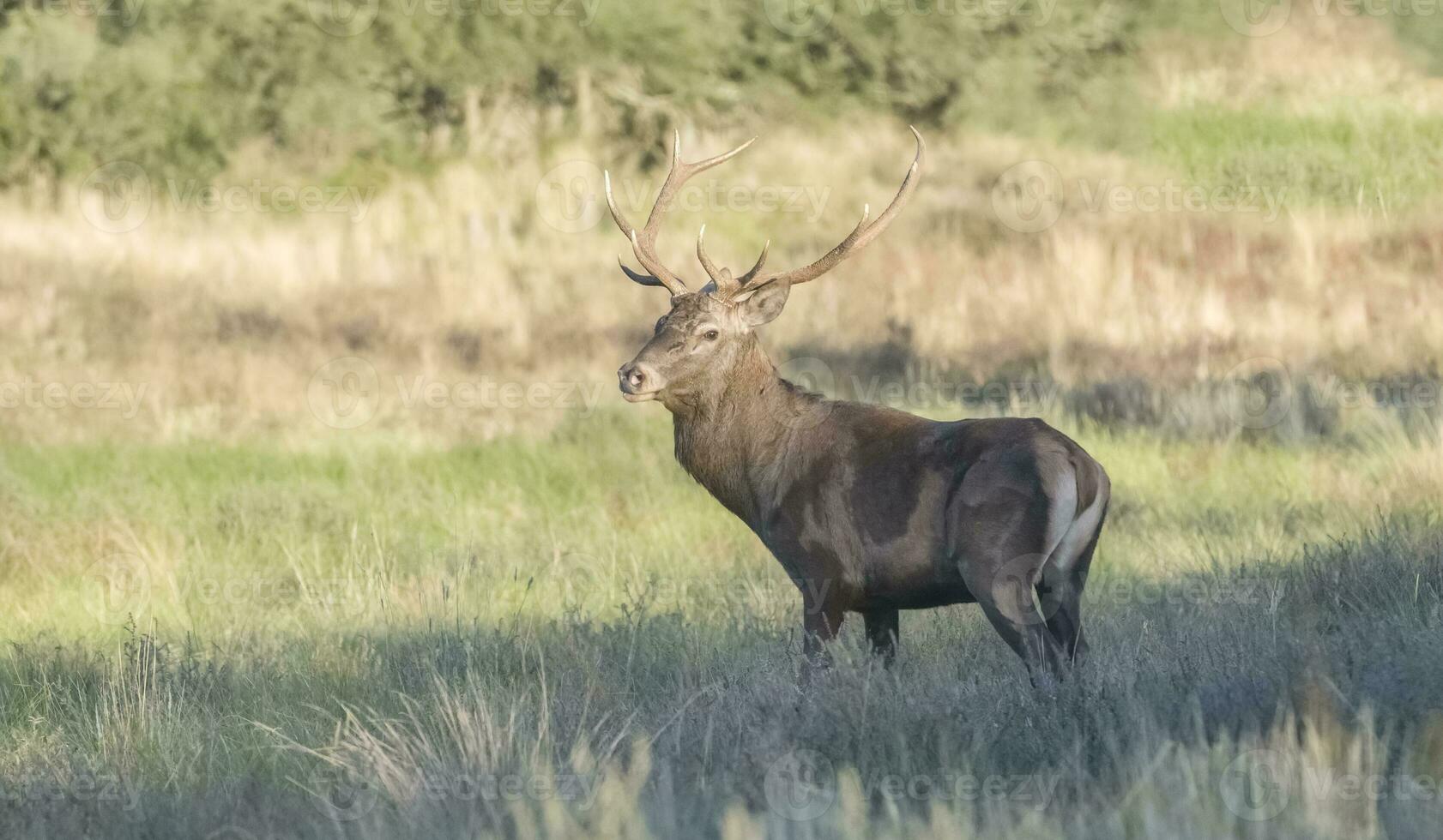 rosso cervo maschio, durante solco, la pampa, argentina, parque luro natura Riserva foto