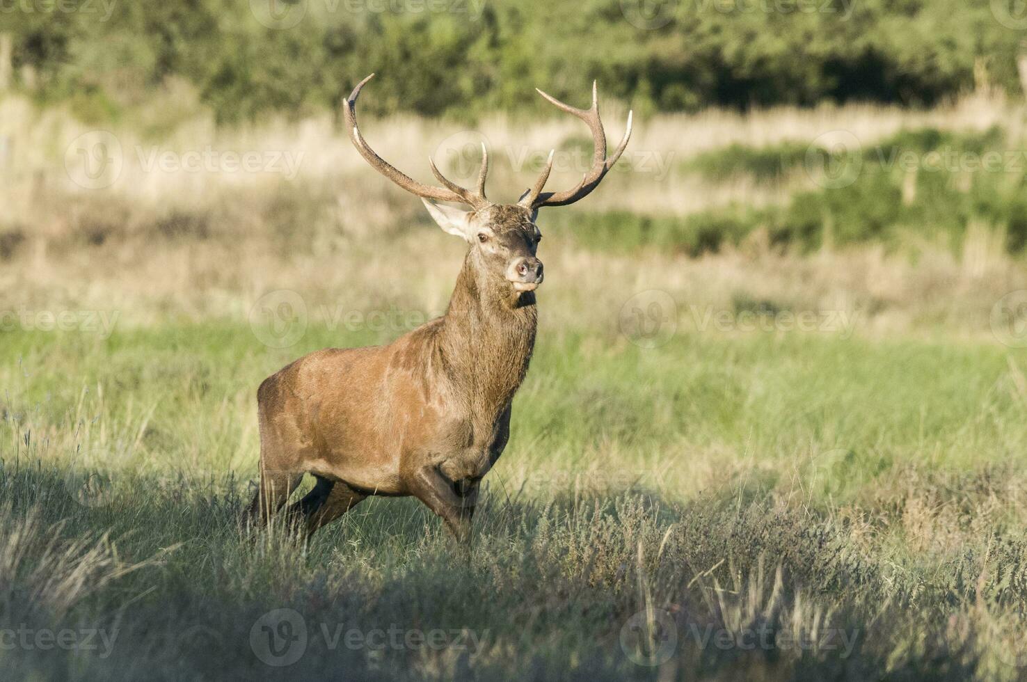 rosso cervo mandria nel calden foresta, la pampa, argentina. foto