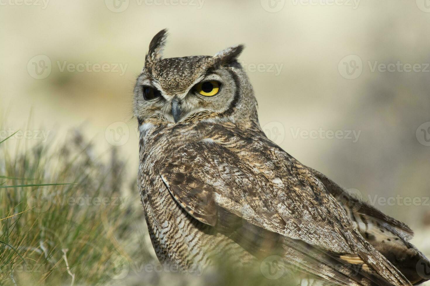 grande cornuto gufo, bubo virginiano nacurutu, penisola Valdes, patagonia, argentina. foto