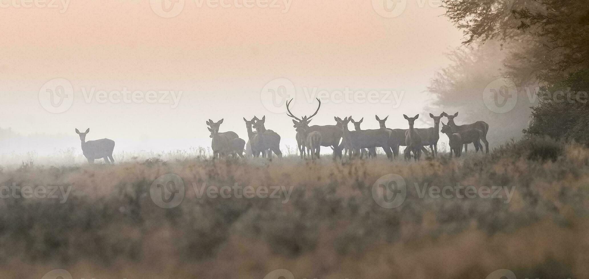 rosso cervo nel il nebbia, argentina, parque luro natura Riserva foto