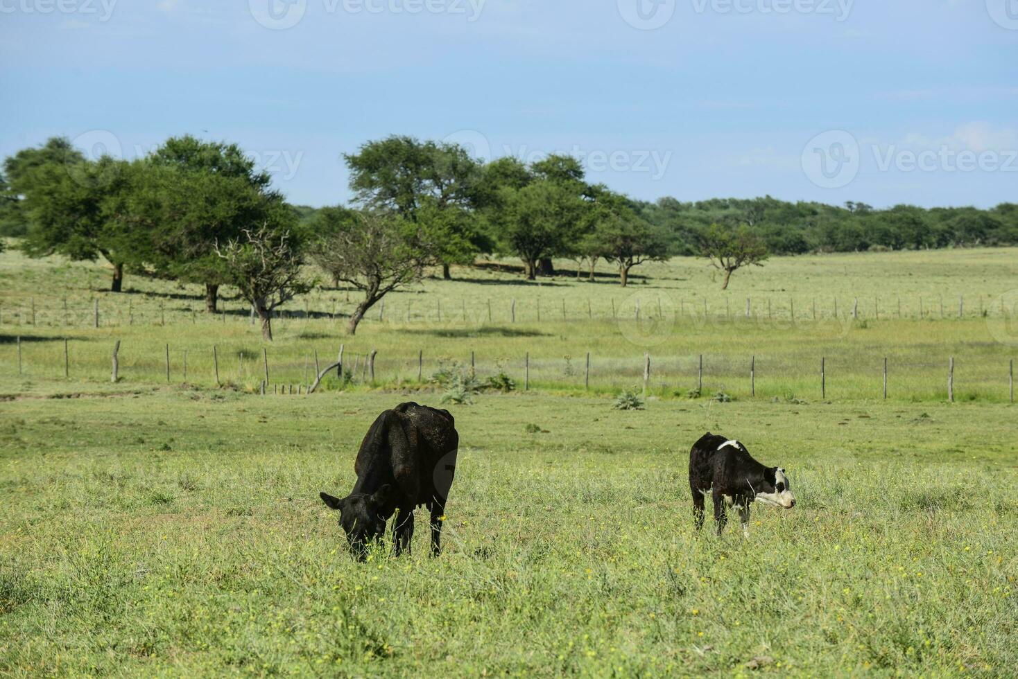 bestiame nel argentino campagna, buenos arie Provincia, argentina. foto