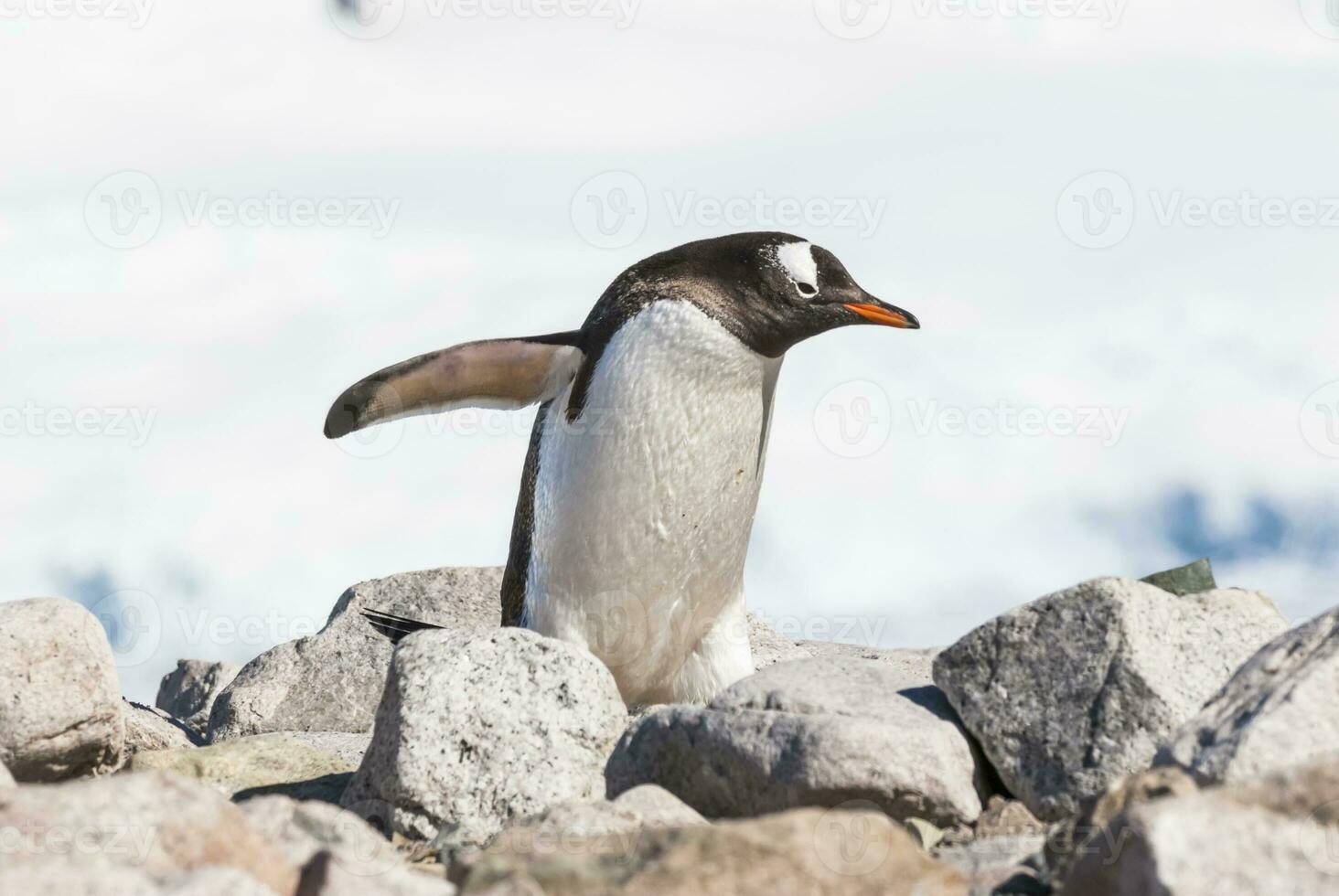 gentoo pinguino, su un antartico spiaggia, neko porto, Antartide foto