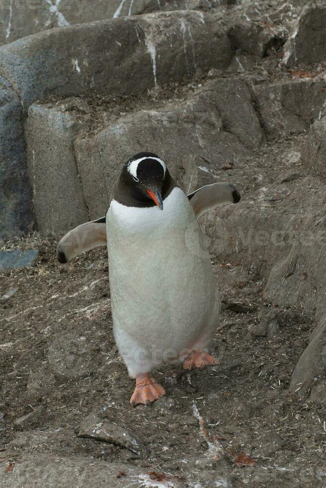 gentoo pinguino, pygoscelis Papua, antartico. foto