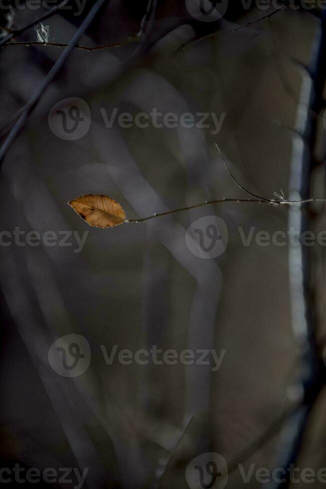 autunno le foglie nel il foresta, la pampa Provincia, patagonia, argentina. foto