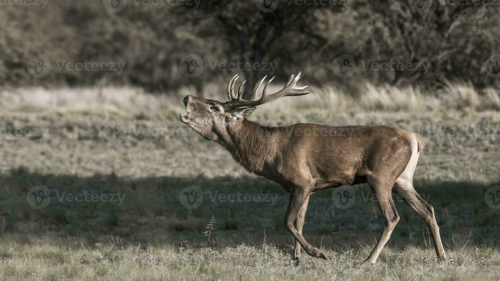 femmina rosso cervo mandria nel la pampa, argentina, parque luro natura Riserva foto