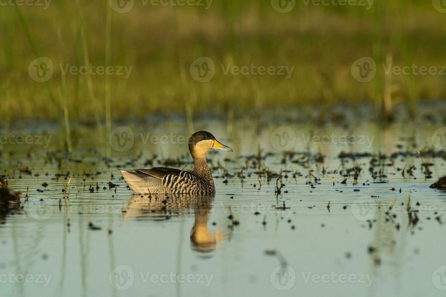 argento verde acqua, spatola versicolor , con pulcini, la pampa Provincia, patagonia, argentina. foto