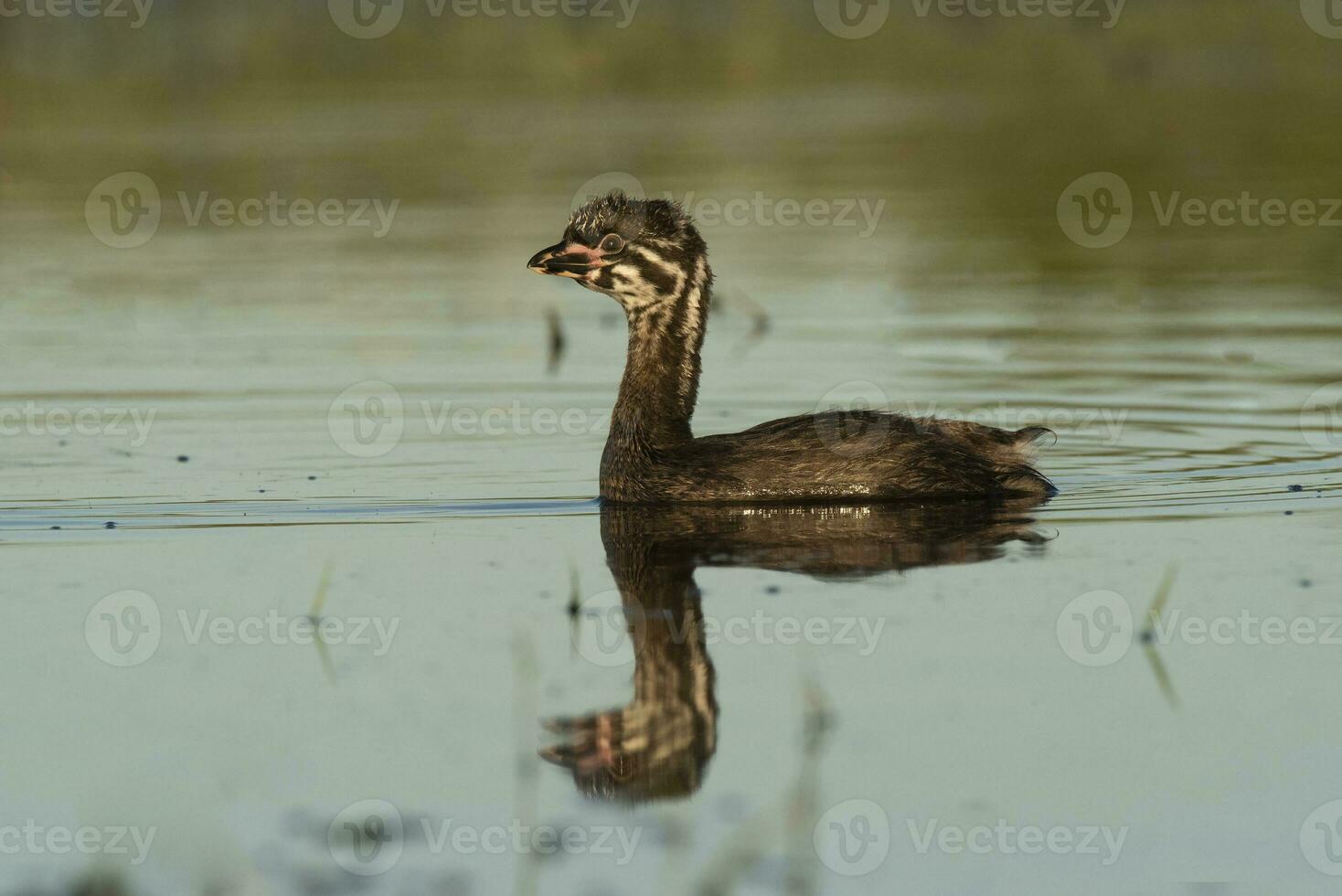 pezzato fatturato svasso nuoto nel un' laguna, la pampa Provincia, argentina. foto