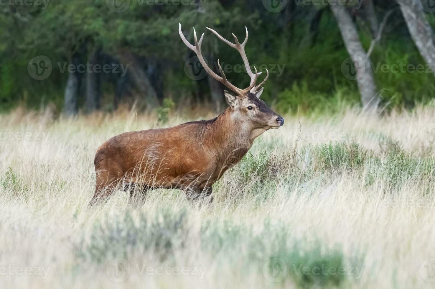 rosso cervo nel calden foresta ambiente, la pampa, argentina, parque Luro, natura Riserva foto