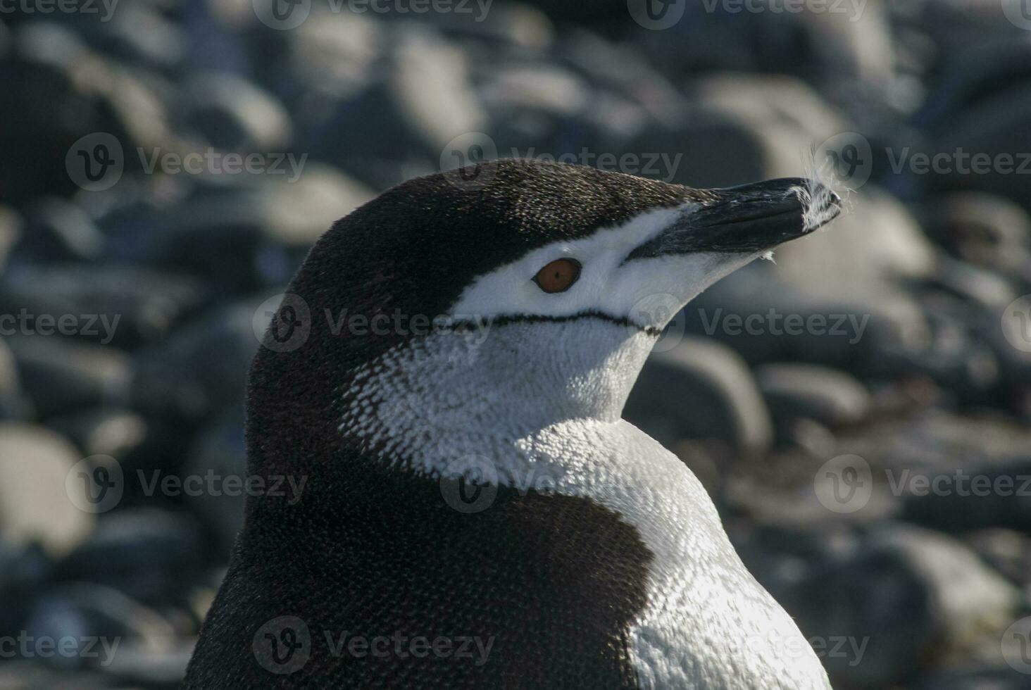 sottogola pinguino, paulet isola, antartica, scientifico nome, pygoscelis antartico foto