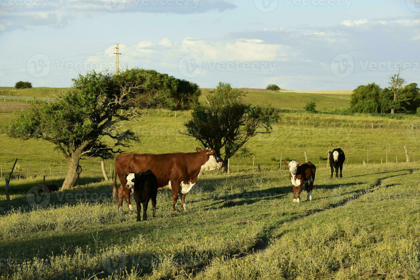 bestiame raccolta con naturale pascoli nel pampa campagna, la pampa provincia, patagonia, argentina. foto