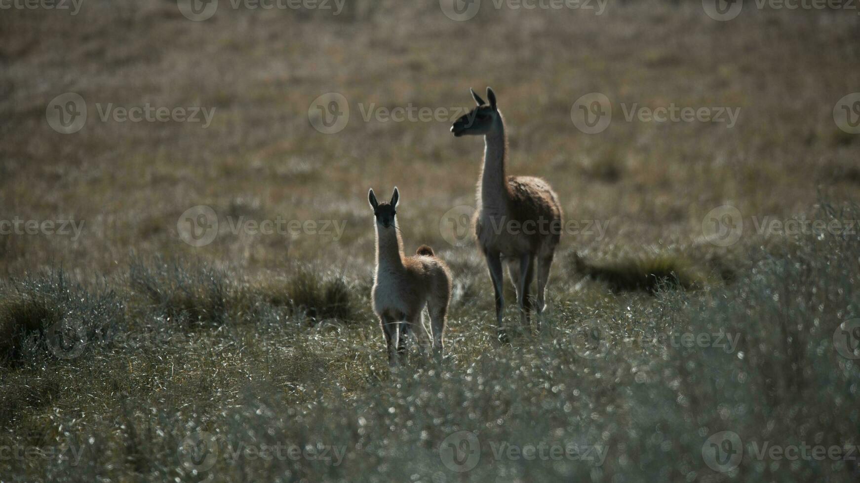 guanachi nel pampa prateria ambiente, la pampa Provincia, patagonia, argentina. foto