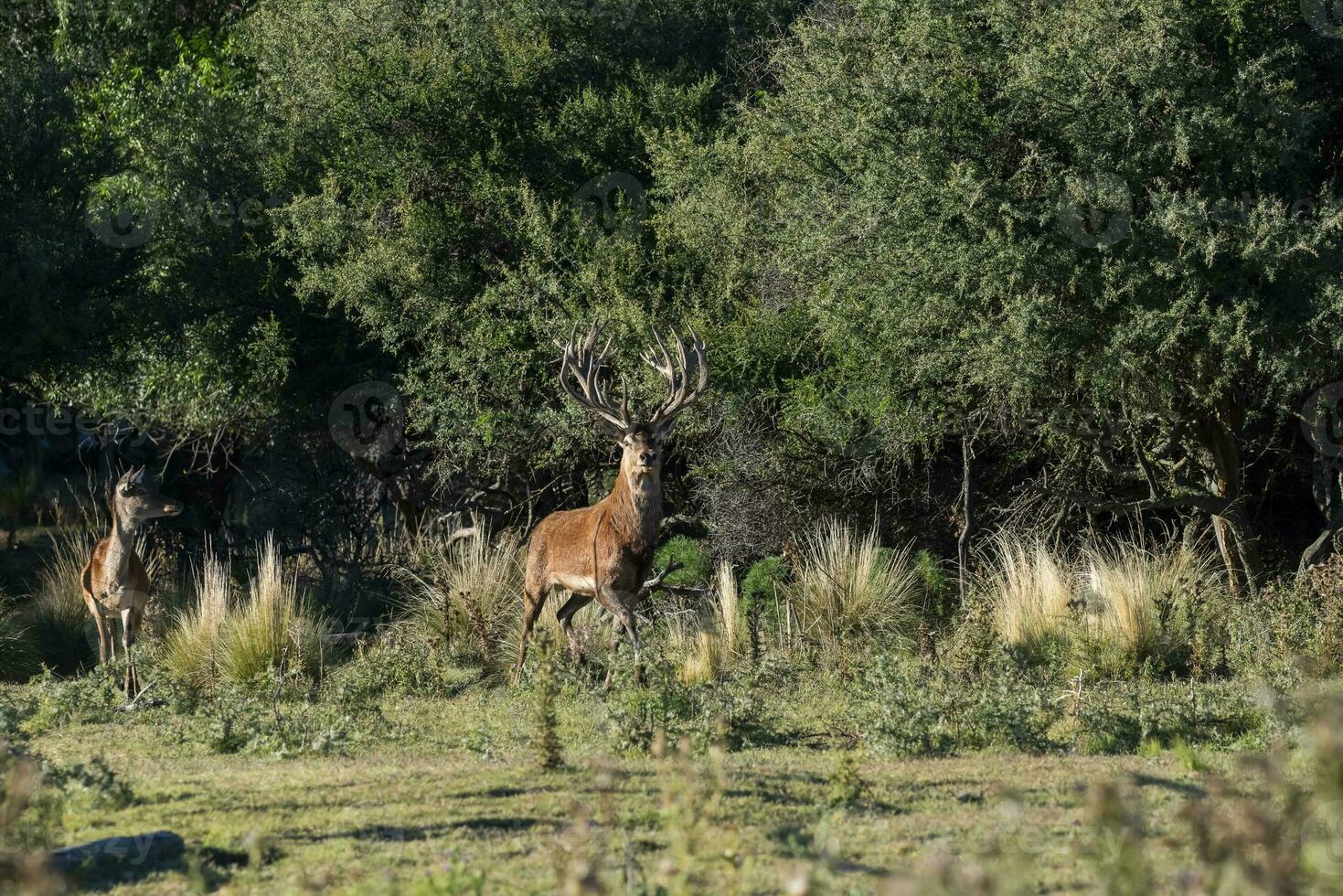 rosso cervo nel calden foresta ambiente, la pampa, argentina, parque Luro, natura Riserva foto