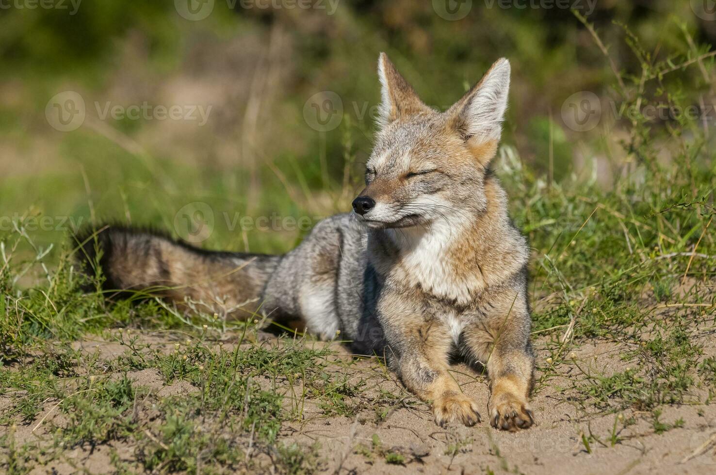 pampa grigio Volpe sbadigli ,in pampa erba ambiente, la pampa Provincia, patagonia, argentina. foto