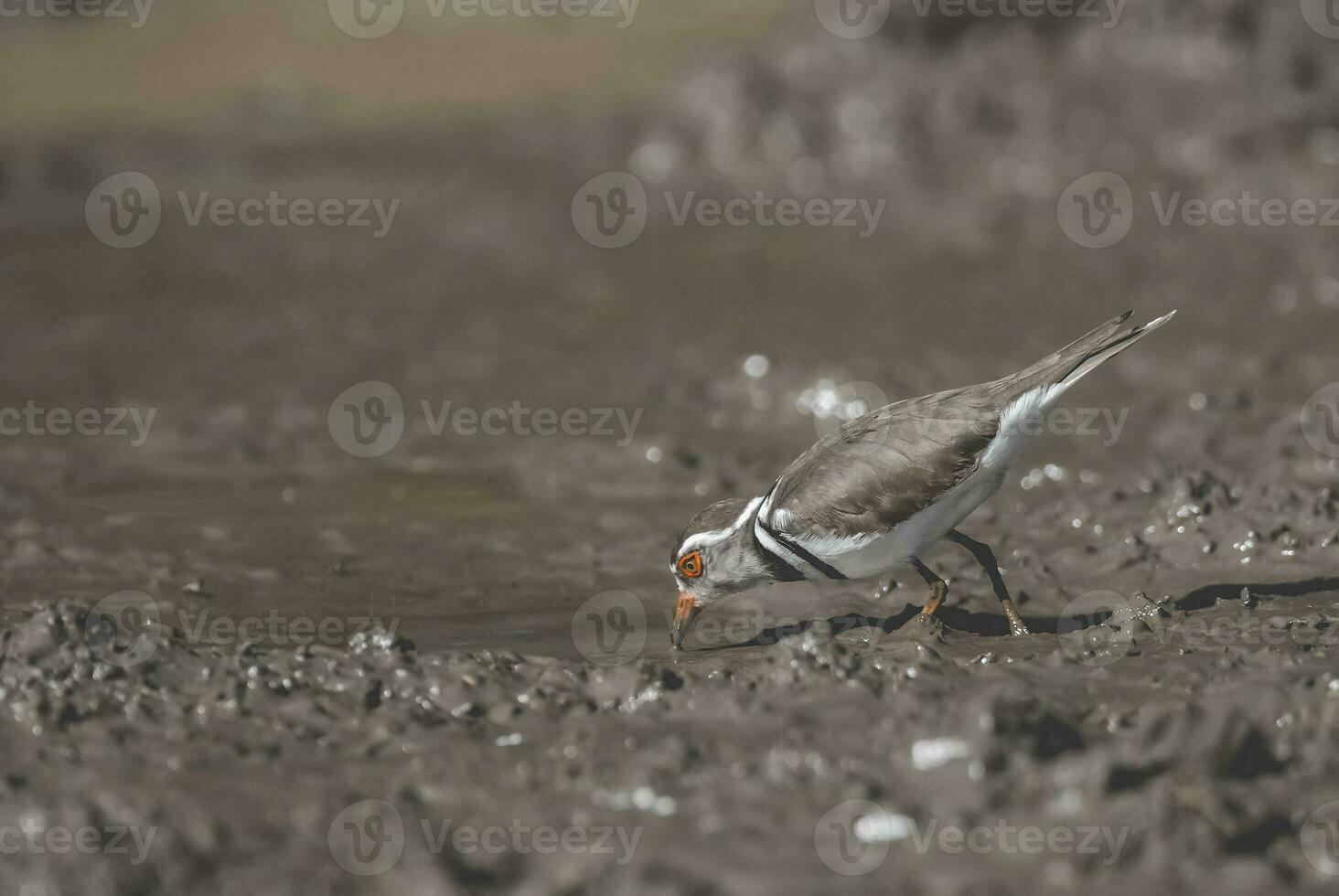 tre banded piviere.charadrius tricollare, kruger nazionale parco, Sud Africa. foto