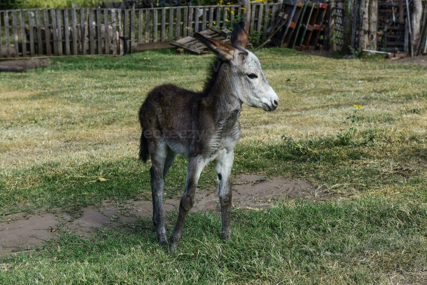 asino neonato bambino nel azienda agricola, argentino campagna foto