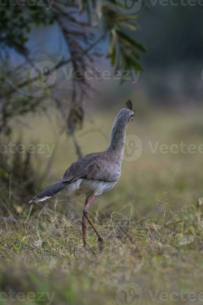 rosso dalle gambe seriema, pantanal , brasile foto