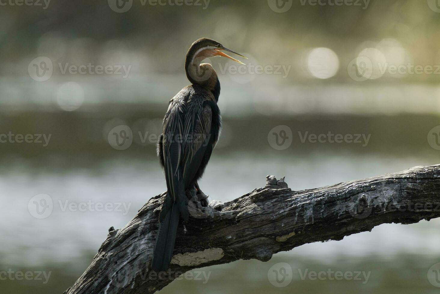 africano dar, kruger nazionale parco foto