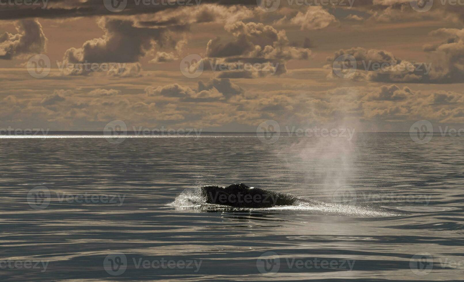 balena patagonia argentina foto