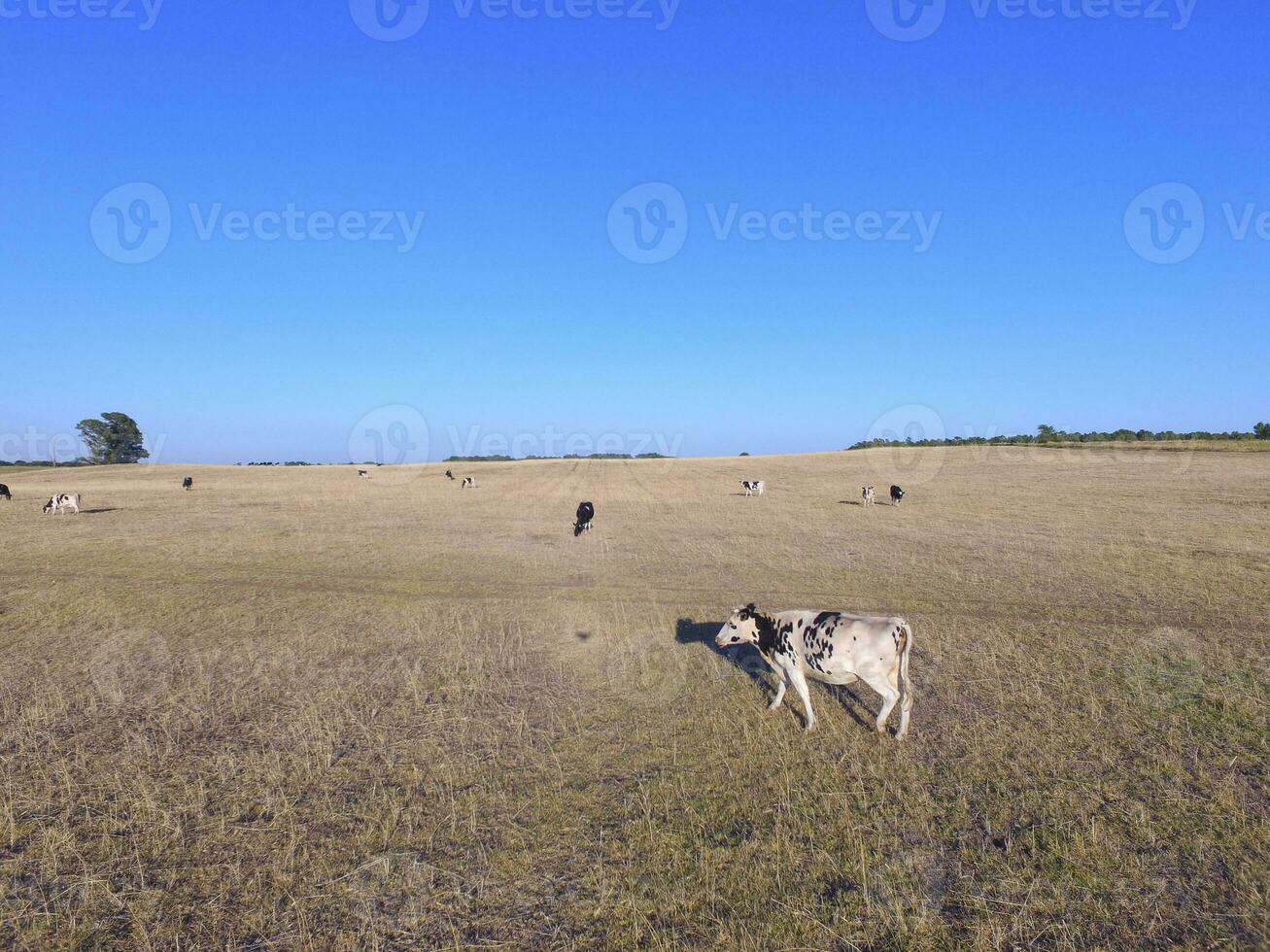 manzi alimentato con naturale erba, pampa, argentina foto