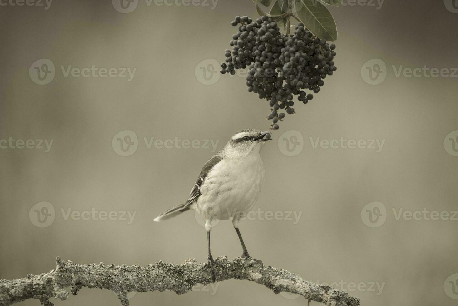 bianca banded tordo, patagonia, argentina foto