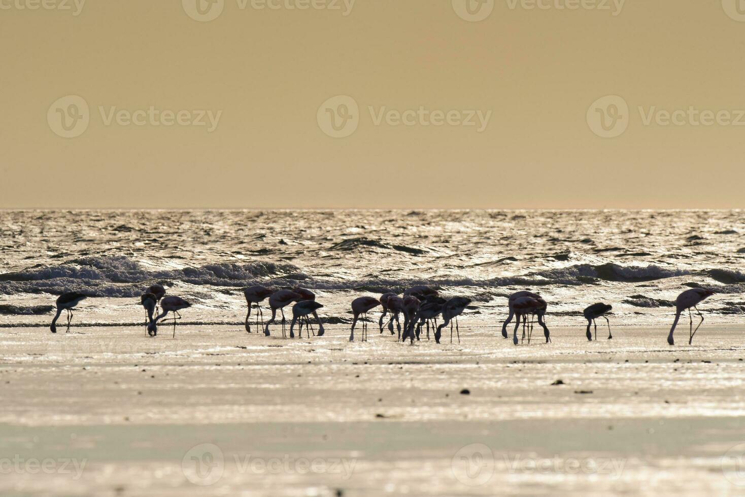 fenicotteri alimentazione a Basso marea,penisola Valdes, Patagonia, argentina foto