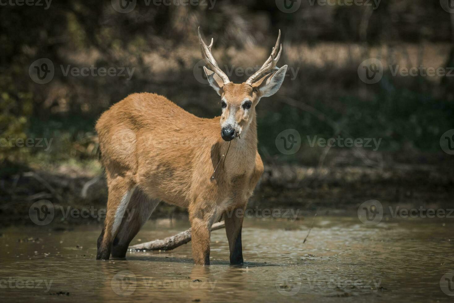 palude cervo, blastocerus dicotomico, nel pantanal ambiente, brasile foto