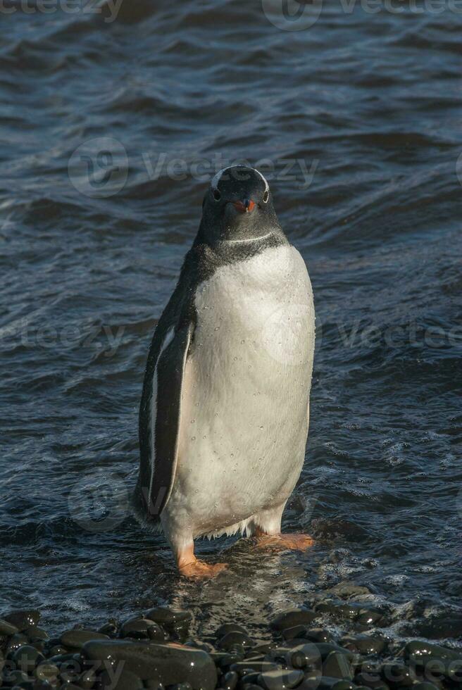 gentoo pinguino, antartica foto