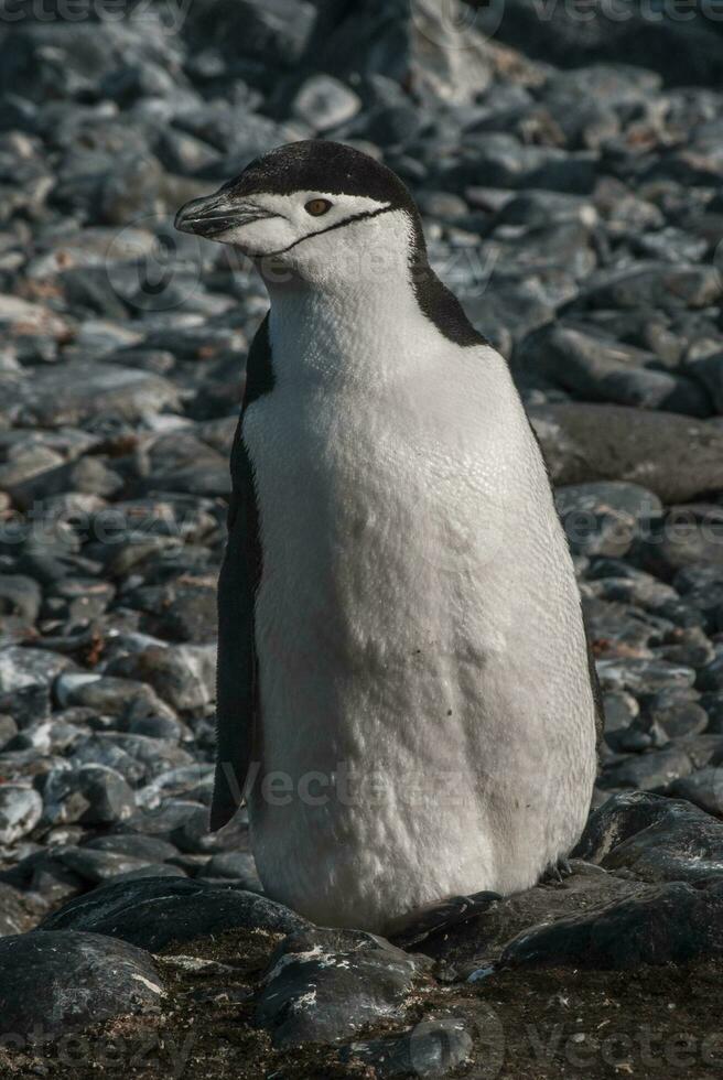 sottogola pinguino, paulet isola, antartica, scientifico nome, pygoscelis antartico foto