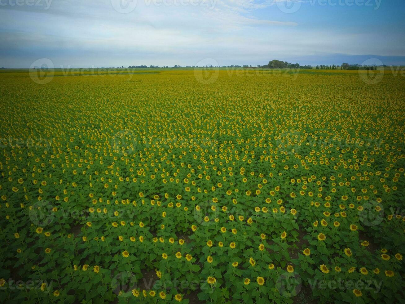 coutryside girasoli seminato, argentina foto