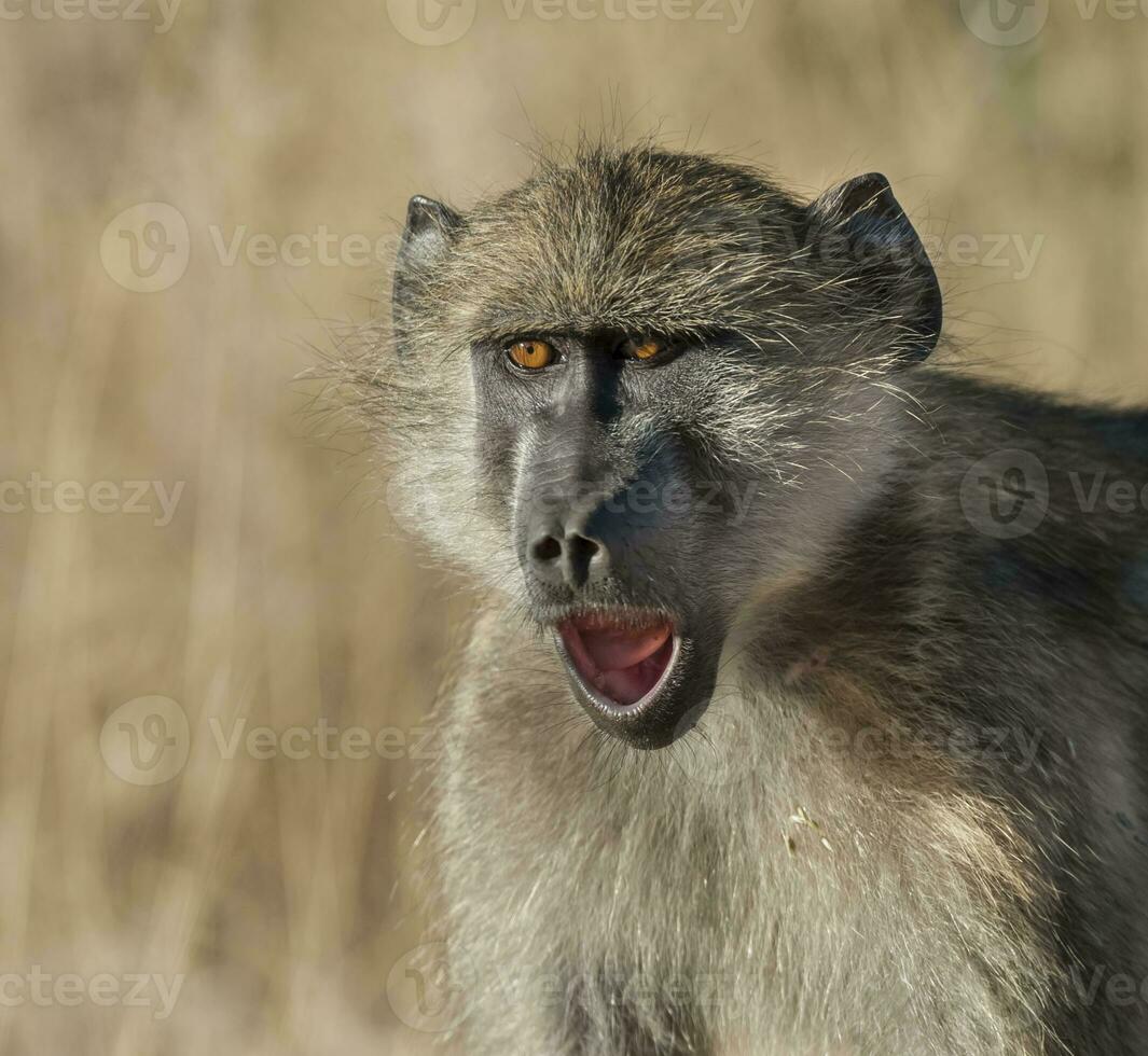 babbuino, kruger nazionale parco, Sud Africa foto