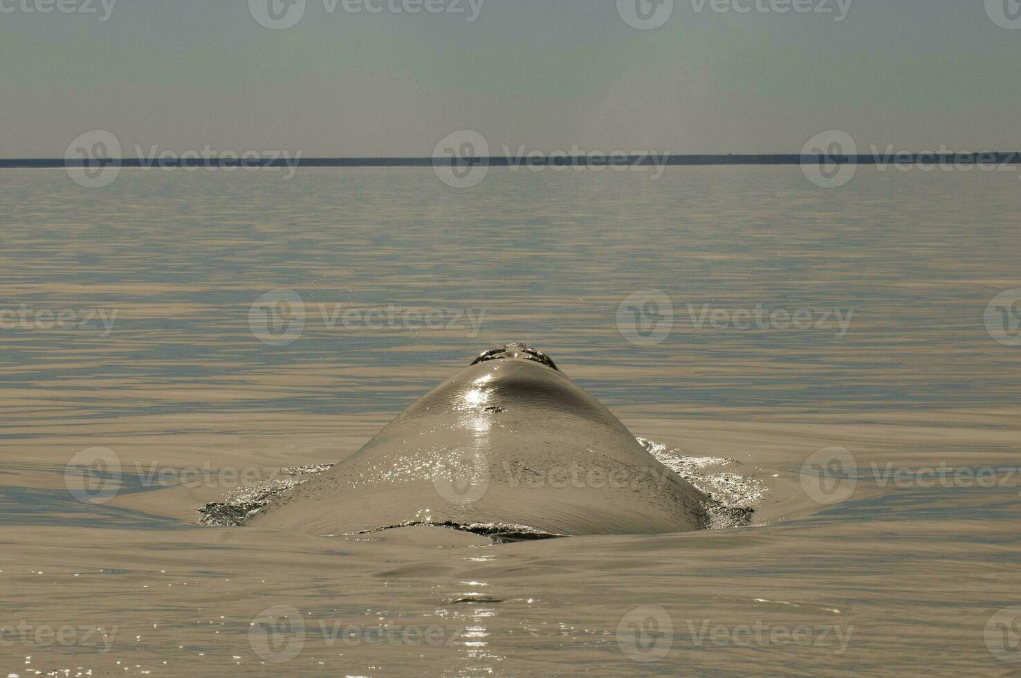 balena respirazione, penisola Valdes,, patagonia, argentina foto