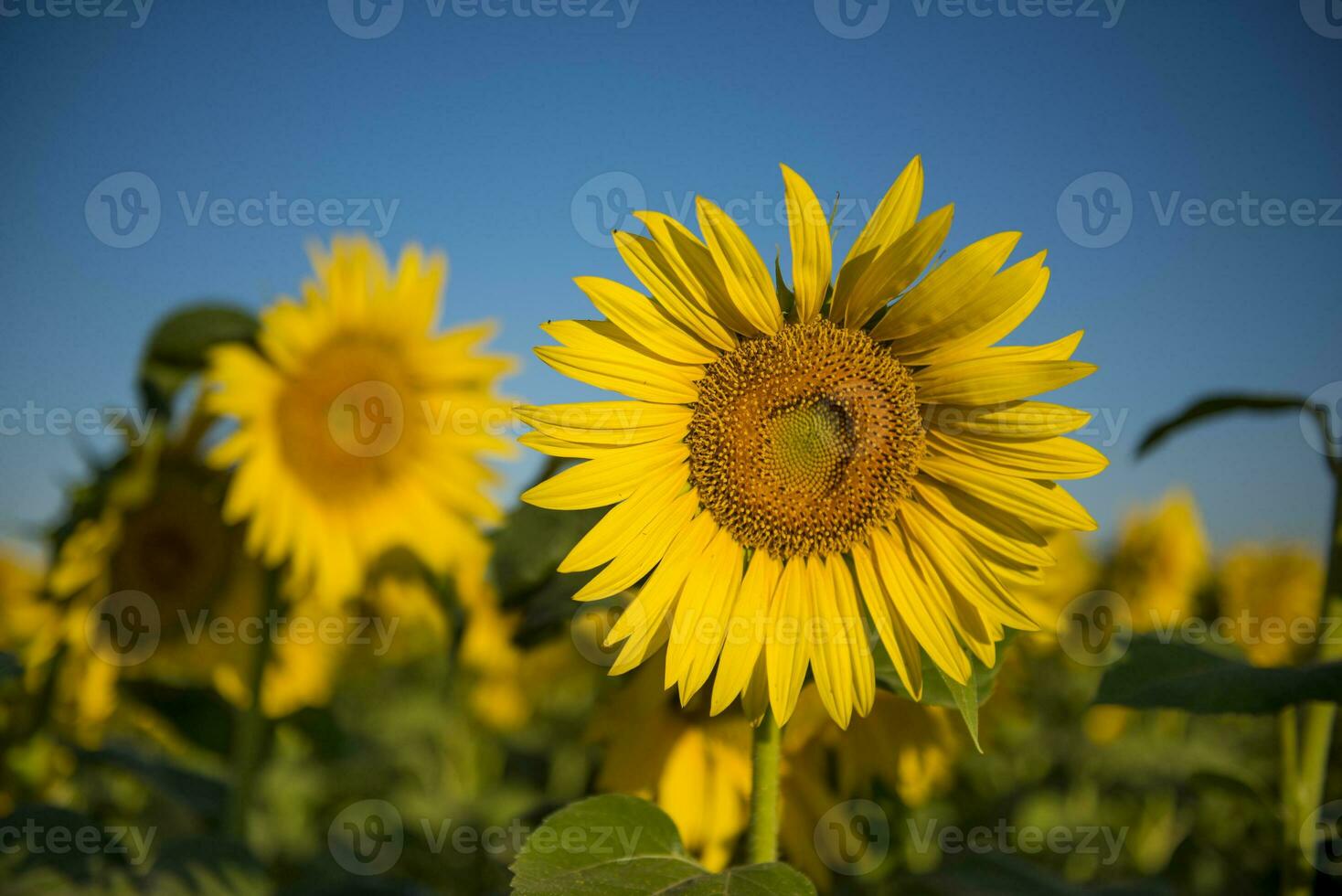 pampa girasole paesaggio , la pampa Provincia, patagonia argentina foto