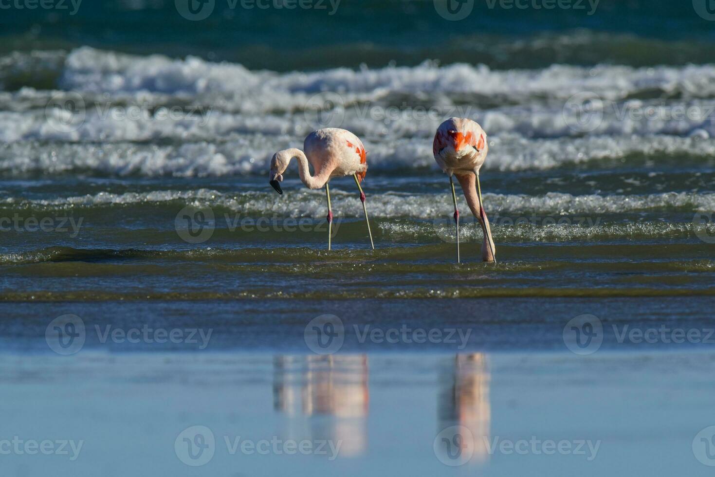 fenicotteri nel paesaggio marino, patagonia, argentina foto