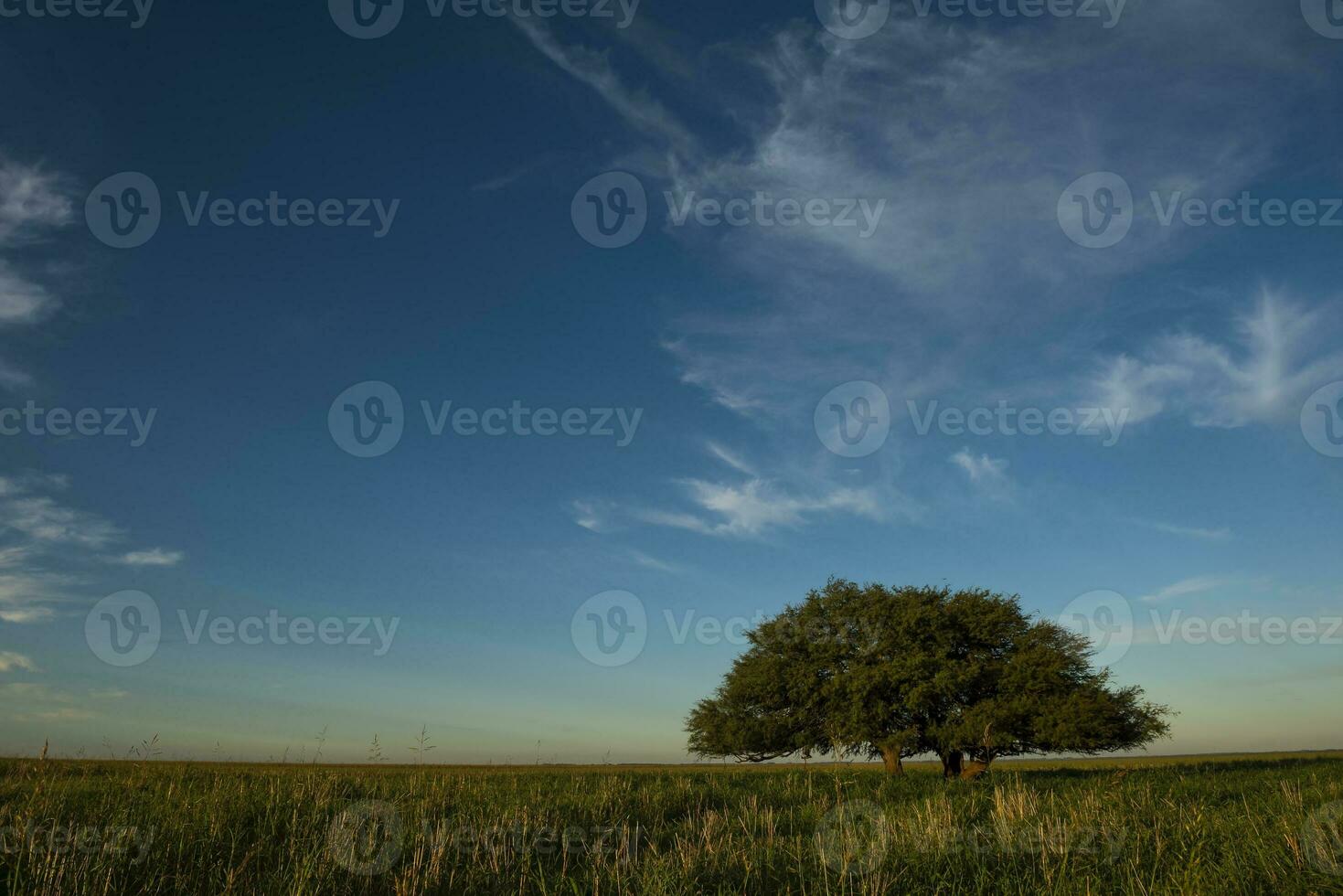 pampa albero paesaggio, la pampa Provincia, patagonia, argentina. foto