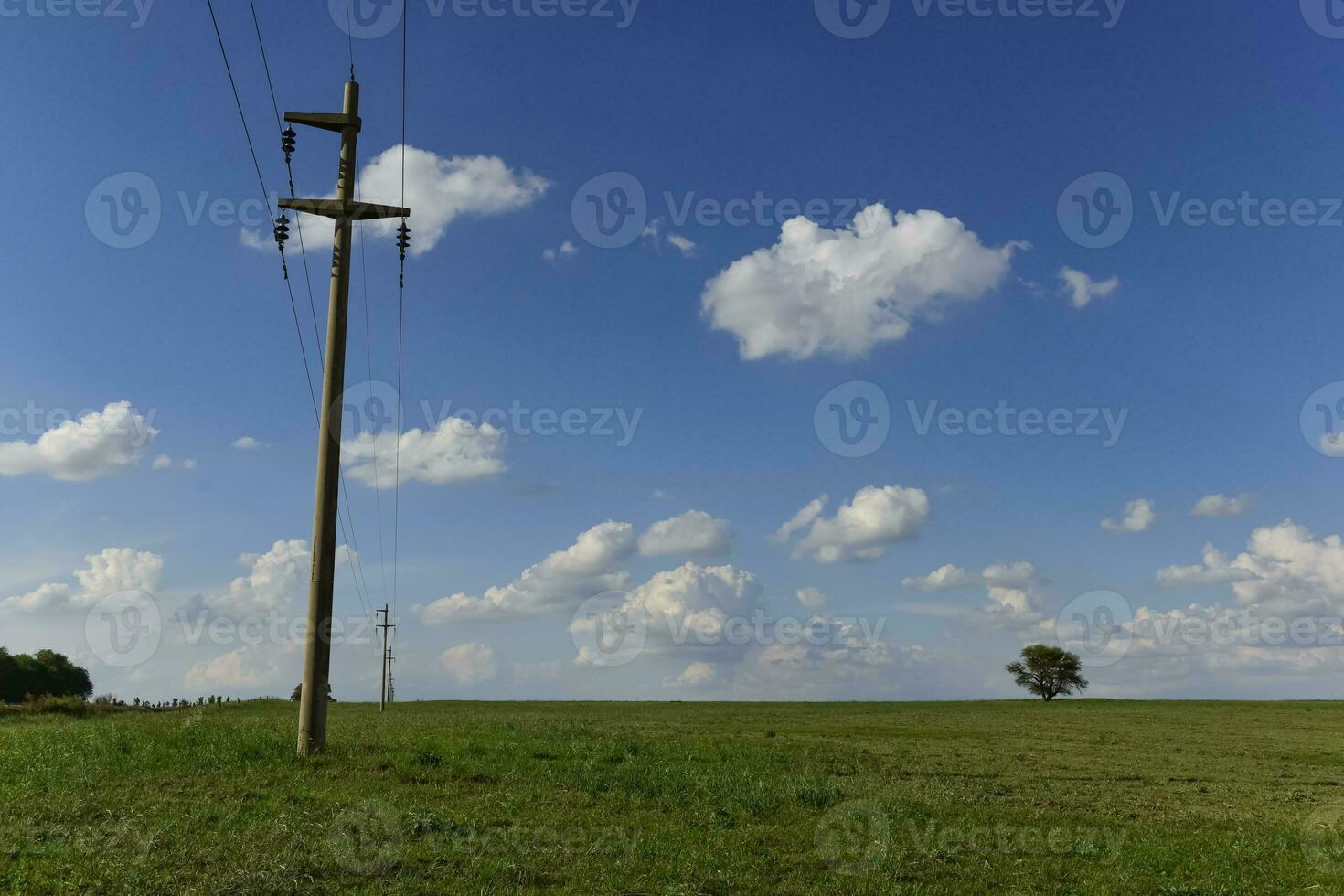 solitario albero nel pampa paesaggio, patagonia, argentina foto