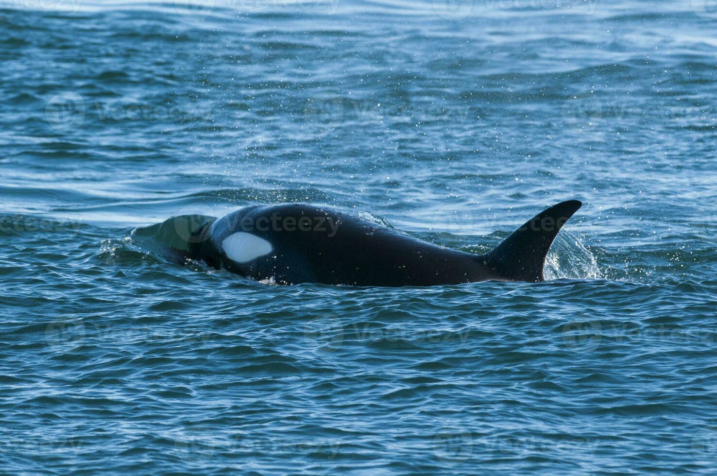 uccisore balena, orca, a caccia un' mare Leone cucciolo, penisola Valdes, patagonia argentina foto