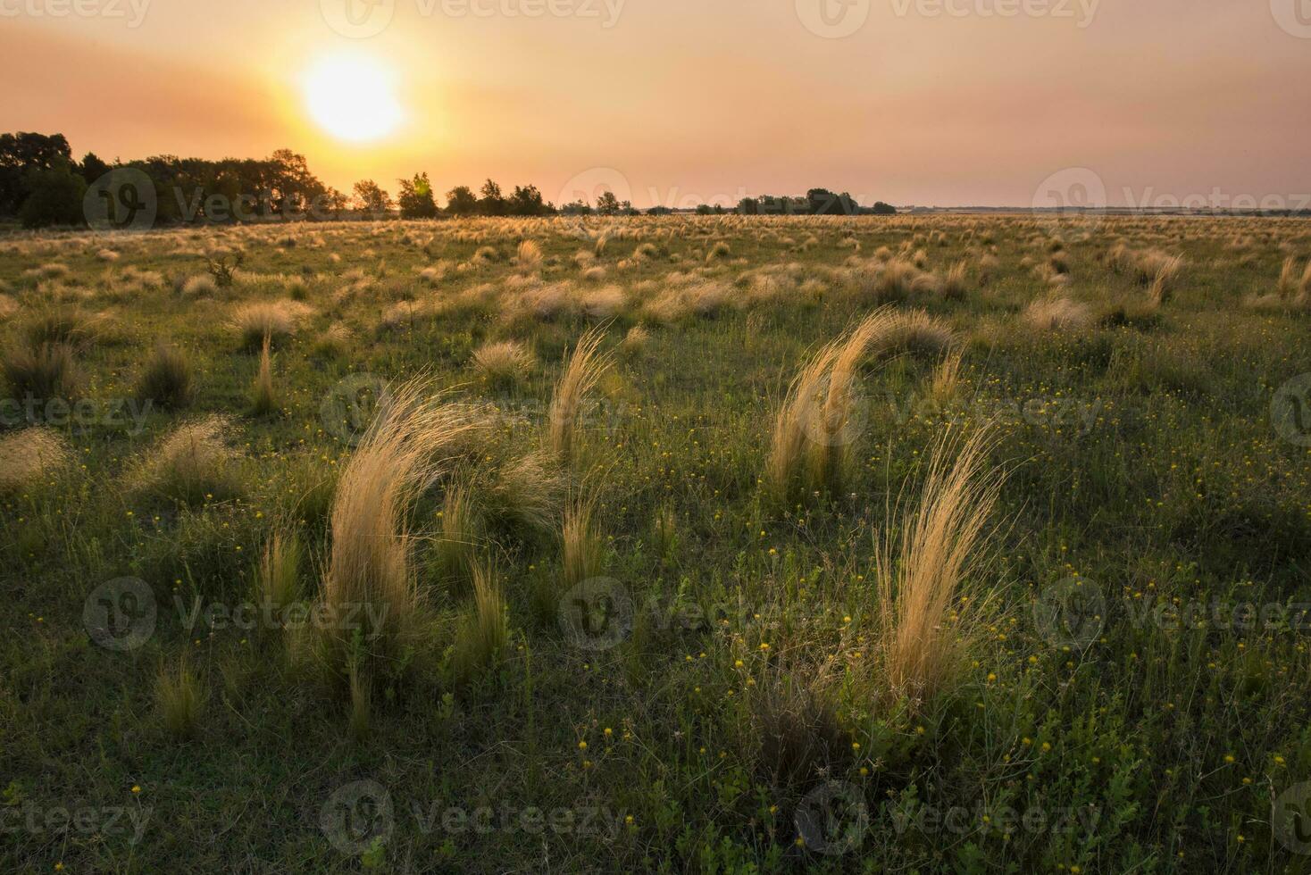 pampa erba paesaggio a tramonto, la pampa Provincia, patagonia, argentina foto