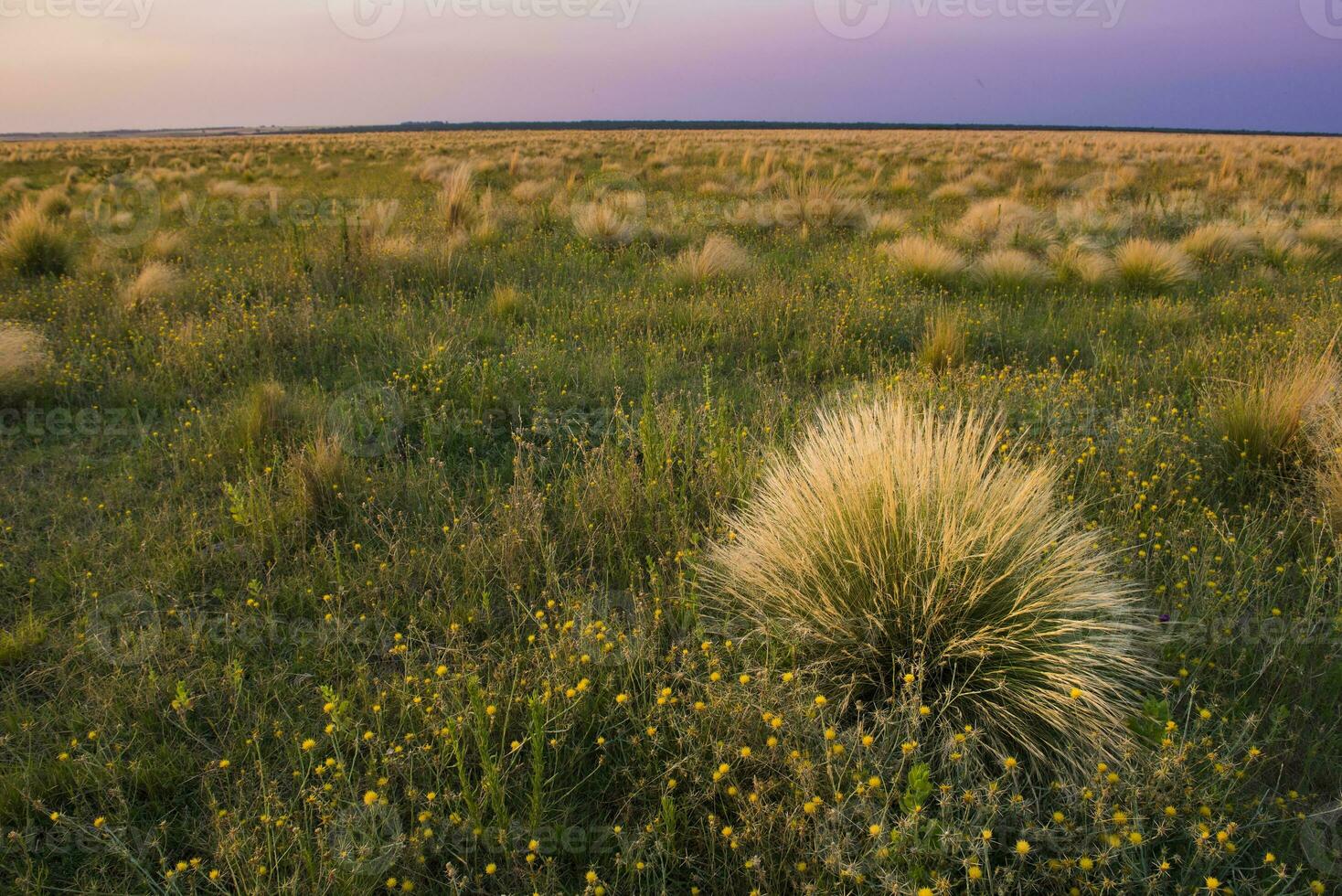 pampa erba paesaggio a tramonto, la pampa Provincia, patagonia, argentina foto