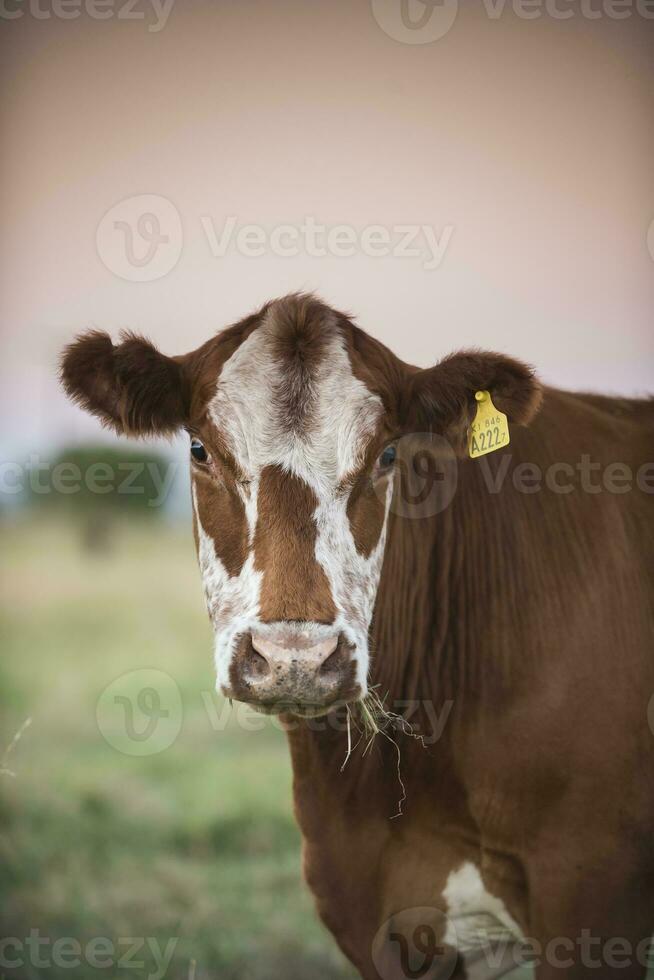 mucca ritratto nel pampa paesaggio, la pampa Provincia, patagonia, argentina. foto