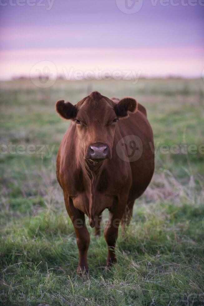 mucca ritratto nel pampa paesaggio, la pampa Provincia, patagonia, argentina. foto