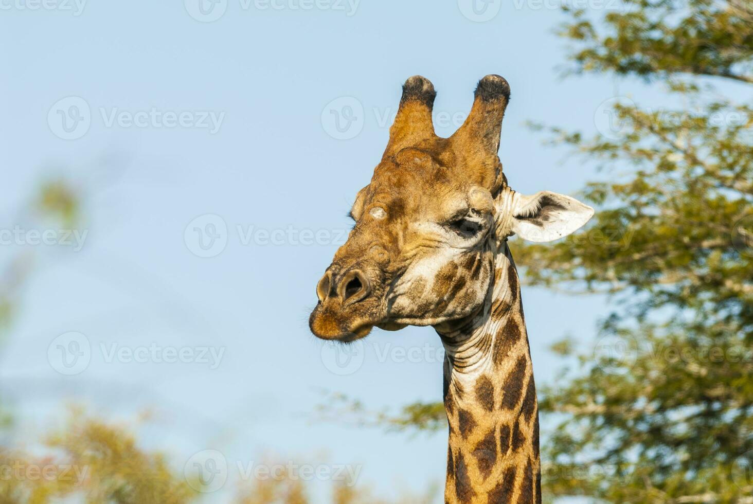 giraffa kruger nazionale parco Sud Africa. foto