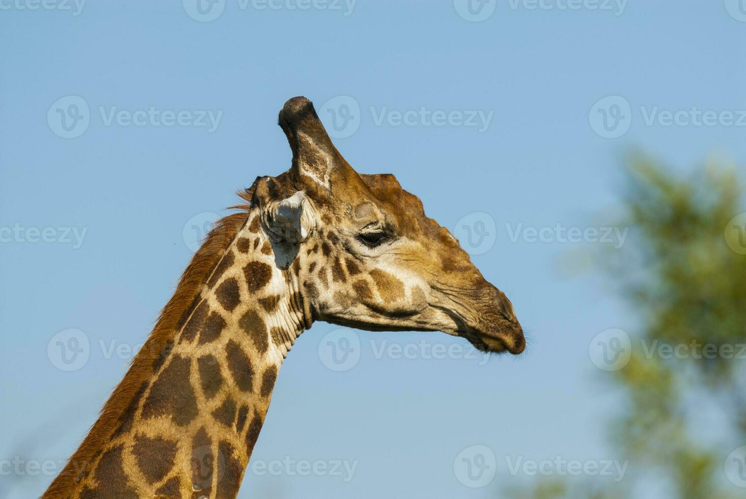 giraffa kruger nazionale parco Sud Africa. foto