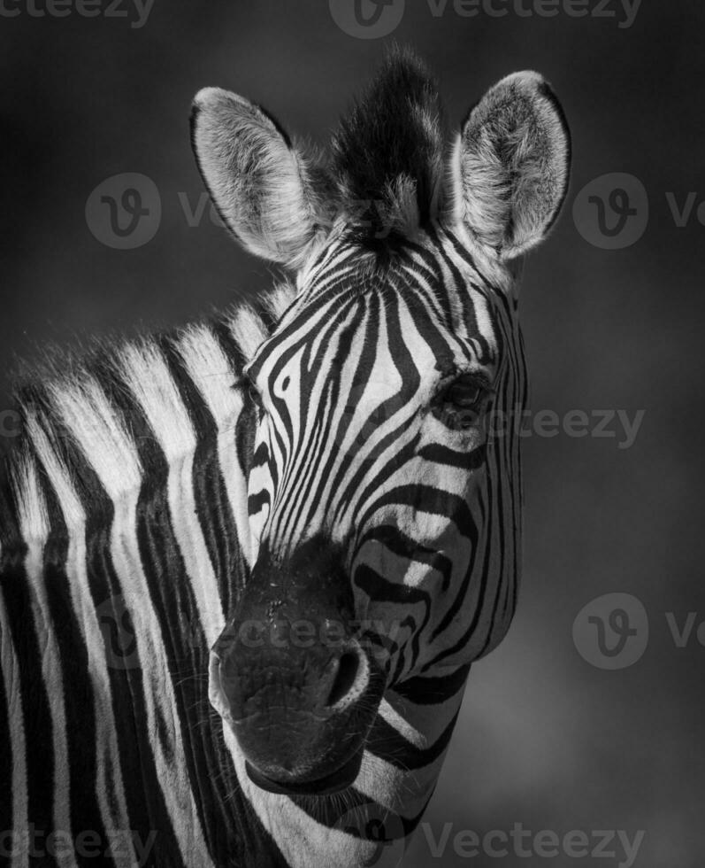 Comune zebra, Sud, Africa foto
