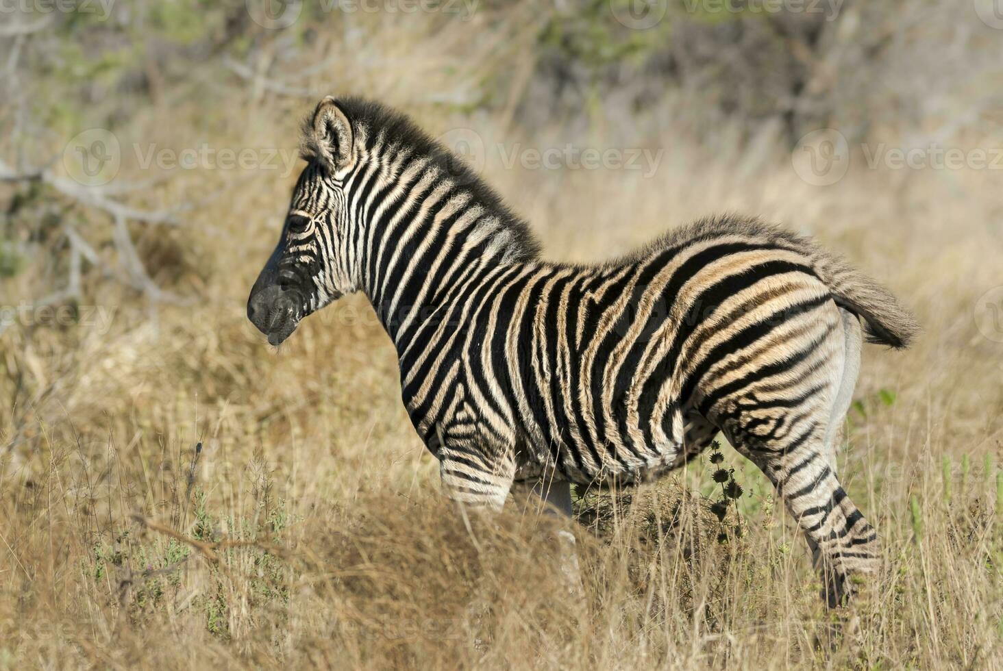 Comune zebra, kruger nazionale parco, Sud Africa. foto