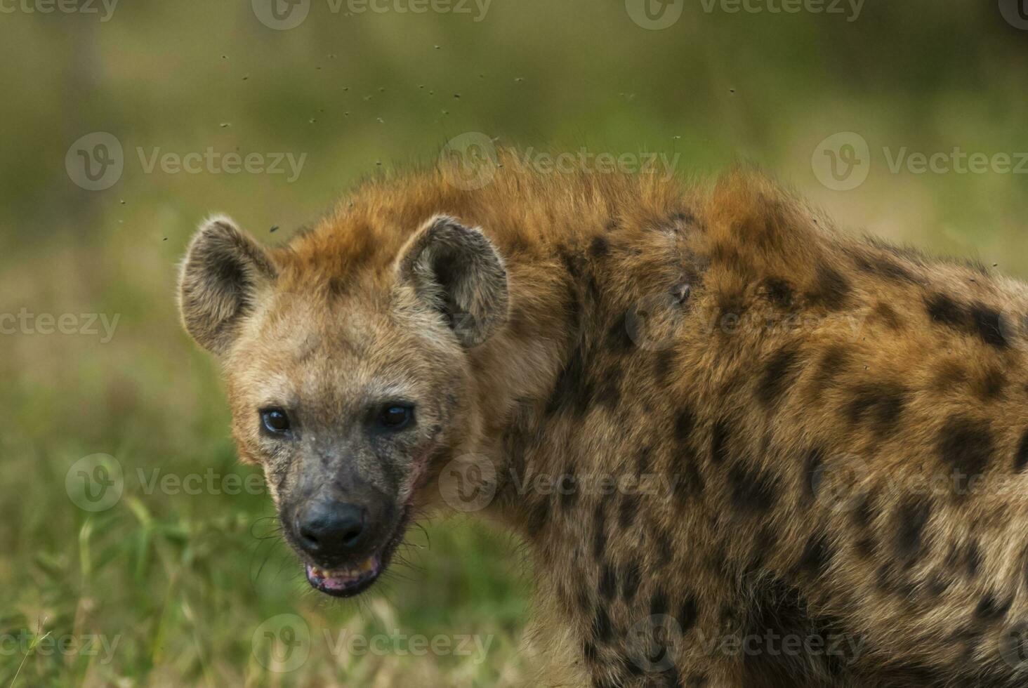 iena Sorridi, kruger nazionale parco, Sud Africa. foto